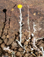 Leiocarpa leptolepis