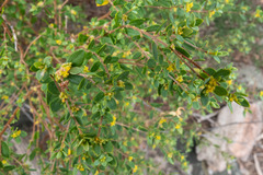 Pimelea hewardiana