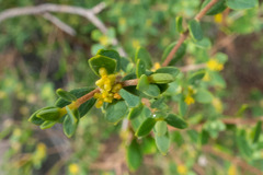 Pimelea hewardiana