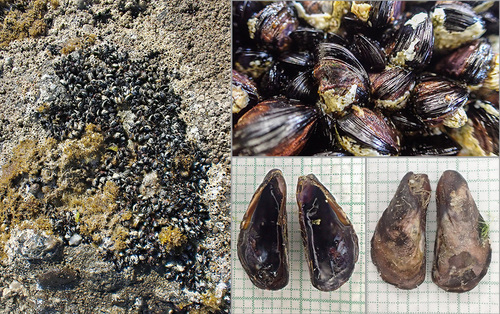 dwarf mussel