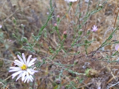 Symphyotrichum moranense