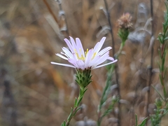 Symphyotrichum moranense