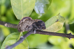 Batracharta nigritogata