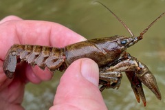 Faxonius cristavarius