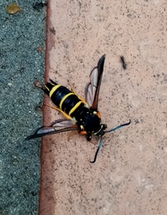 Paranthrene tabaniformis