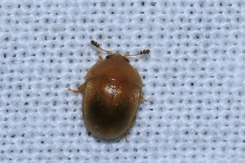 Grote gele glanskever, Wageningen, Nederland, photo 8 of 10