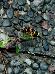 Paranthrene tabaniformis