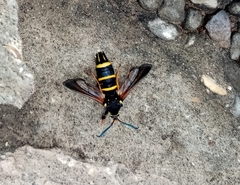 Paranthrene tabaniformis