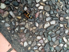 Paranthrene tabaniformis