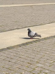 Columba livia domestica