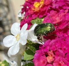 Cetonia aurata