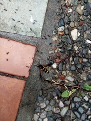 Paranthrene tabaniformis