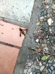 Paranthrene tabaniformis