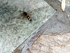 Paranthrene tabaniformis