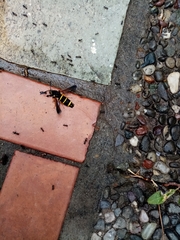 Paranthrene tabaniformis