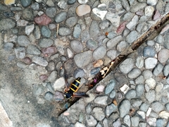 Paranthrene tabaniformis