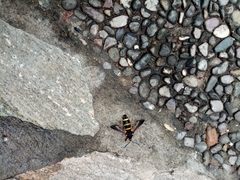 Paranthrene tabaniformis