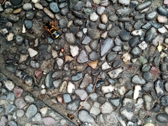 Paranthrene tabaniformis