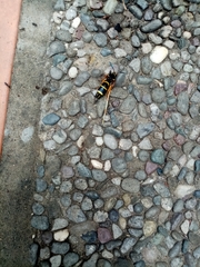 Paranthrene tabaniformis