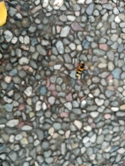 Paranthrene tabaniformis