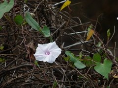 Ipomoea sagittifolia