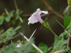 Ipomoea sagittifolia