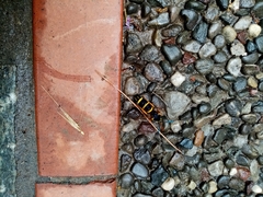 Paranthrene tabaniformis