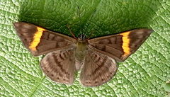 Emesis cypria guppyi