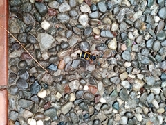 Paranthrene tabaniformis