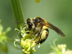 Suandrena