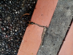 Paranthrene tabaniformis