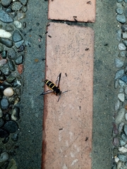 Paranthrene tabaniformis