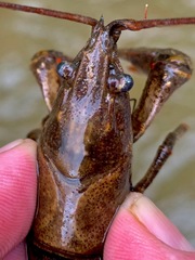 Faxonius cristavarius