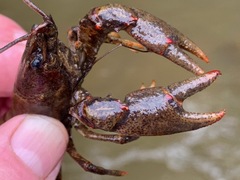 Faxonius cristavarius