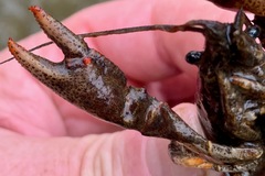 Faxonius cristavarius