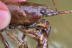 Faxonius cristavarius