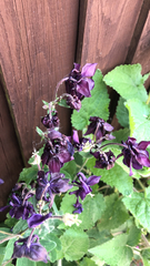Aquilegia atrata