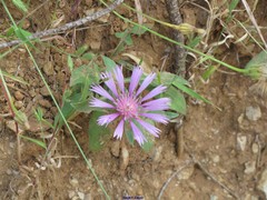 Centaurea pullata