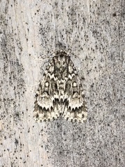 Acronicta fragilis