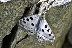 Parnassius tianschanicus