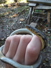 Thamnophis sirtalis semifasciatus