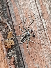 Acantholycosa lignaria