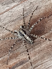Acantholycosa lignaria