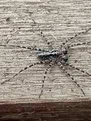 Acantholycosa lignaria