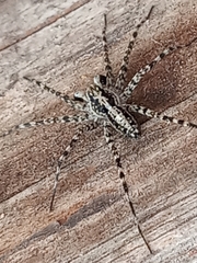 Acantholycosa lignaria
