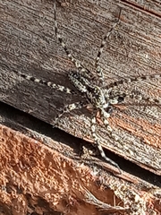 Acantholycosa lignaria