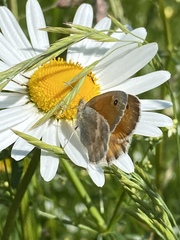 Coenonympha pamphilus