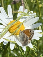 Coenonympha pamphilus