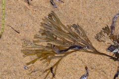 Xiphophora chondrophylla