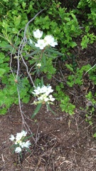 Rhododendron tomentosum